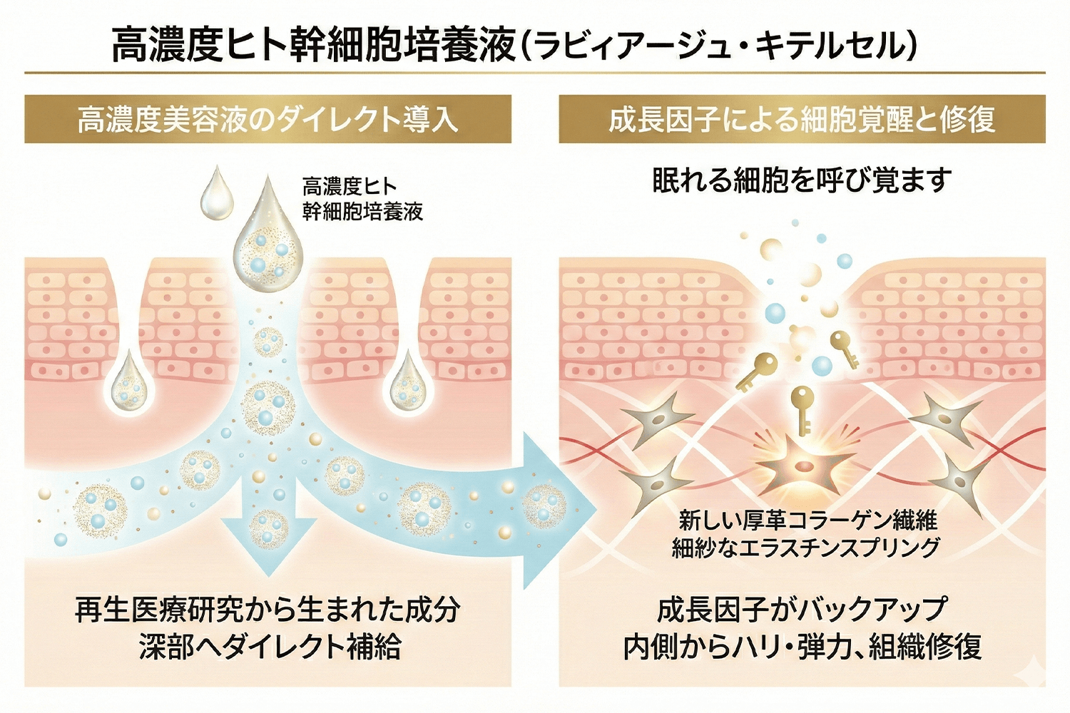 ヒト幹細胞導入のイメージ