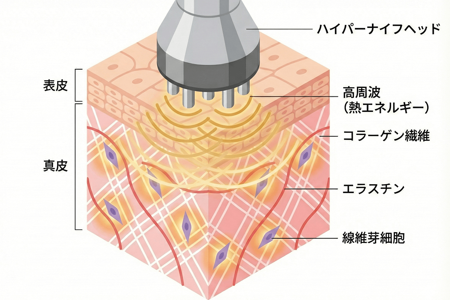 肌のハリ・弾力イメージ